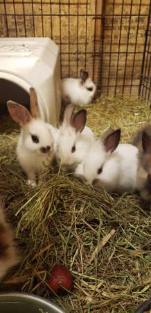 Sweet Baby Bunnies (Parker)63404303028099121