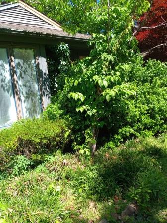 YARD CLEANING Trimming Mulch and pine straw installation 1