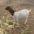 Sheep & Goats 7 thumbnail