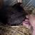 Serama/bantam mixed chicks 7 thumbnail