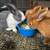Dutch rabbits 1 thumbnail