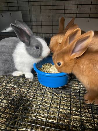 Dutch rabbits 1