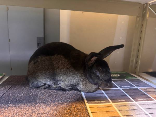 Reubicación de una coneja Rex esterilizada (Denver)
