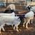 BORREGOS, SHEEPS, CHIVOS, GOATS FOR SALE 6 thumbnail