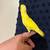 African yelow parrotlet 3 thumbnail