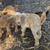 Nigerian Dwarf goats- 2 babies, 1 nanny, 3 bucks 3 thumbnail