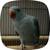 Indian ringneck 2 thumbnail