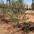 Fruitless Olive Trees for Landscape Contractors - Contractor Pricing 4 thumbnail