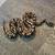 Rehoming 2 adult female ball pythons 2 thumbnail