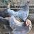 Laying Pullets / Chickens 2 thumbnail