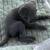 Puppies 3 thumbnail