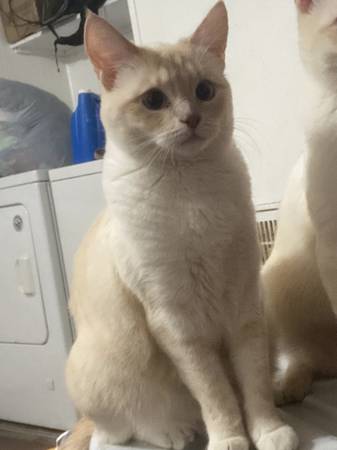 Rehoming fixed cats (Indio)63658067225089122