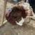 Bourbon Red turkey poults 1 thumbnail