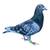 pigeons 7 thumbnail