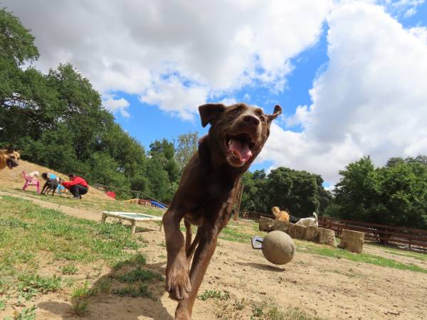 Kennel Help - Weekends 1