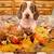 Miniature Dachshund Fm Puppy 1 thumbnail