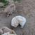 Chow Chow Puppies 4 thumbnail