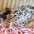 Coturnix Quail available in Upton Ma 2 thumbnail