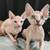 Sphynx cat 6 thumbnail