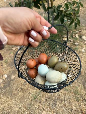 Farm Fresh & Fertilized Eggs 1