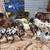 Breyer horses 2 thumbnail