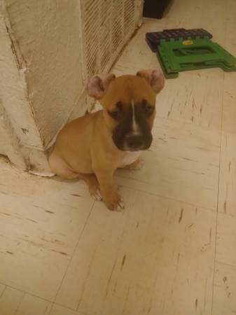 5 pups need a forever home (Oklahoma city)63670608572419124
