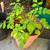 Curry leaves and moringa 2 thumbnail