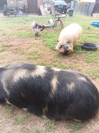 Cerdos Kunekune