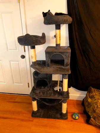 Free Cat to good home (1yr old) (Tacoma)63853557713411122