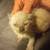 Siamese kitten 4 thumbnail