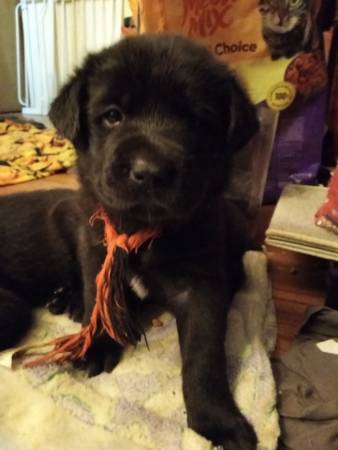 Black Lab mix puppies! (Federal Way)63995733617794123