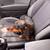 Dutch hound/weiner dog 5 thumbnail