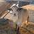 ND buck 5 thumbnail