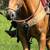 Horses 7 thumbnail