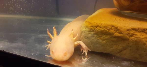 Axolotl's (Tacoma)63949211668482120