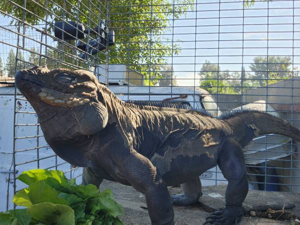 Iguana rinoceronte macho63829610317825120