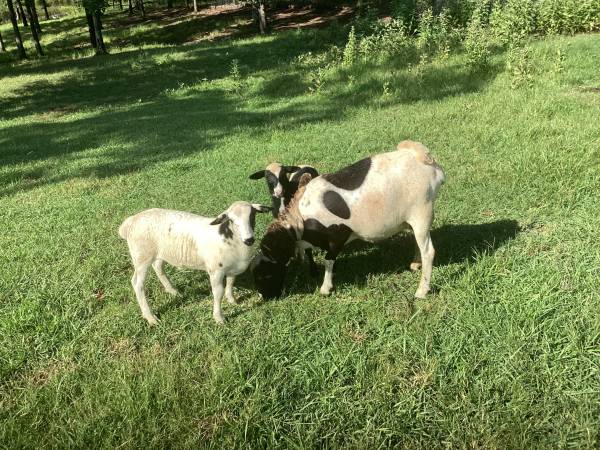 Sheep 1