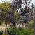 Purple Leaf Plum Tree 10 thumbnail