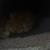 Rehoming Baby Kittens 3 thumbnail