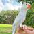 Indian ring neck male violet tuquoise blue 2 thumbnail