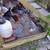 Pullets/Hens 1 thumbnail