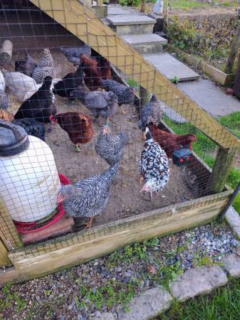 Pullets/Hens 1