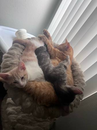 Kitten Needs Home (Los Angeles)63829967293569122