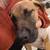 6 month, Female, Cane Corso/Mastiff mix 6 thumbnail
