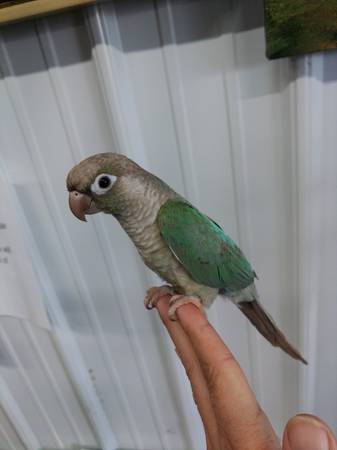 Conure (Harrisburg)63688376128259120