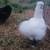3 Young Silkie Roosters Purebred 6 thumbnail