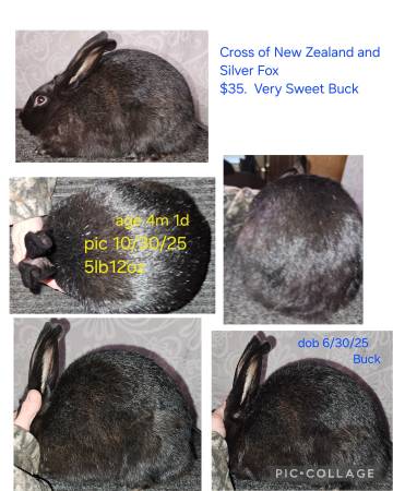 Rabbits/ cross of New Zealand and Silver Fox 1