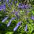 Dwarf Agapanthus🪻 7 thumbnail