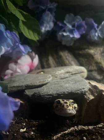 Leopard geckos for rehoming or trade 1