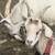 GOATS FOR SALE 4 thumbnail